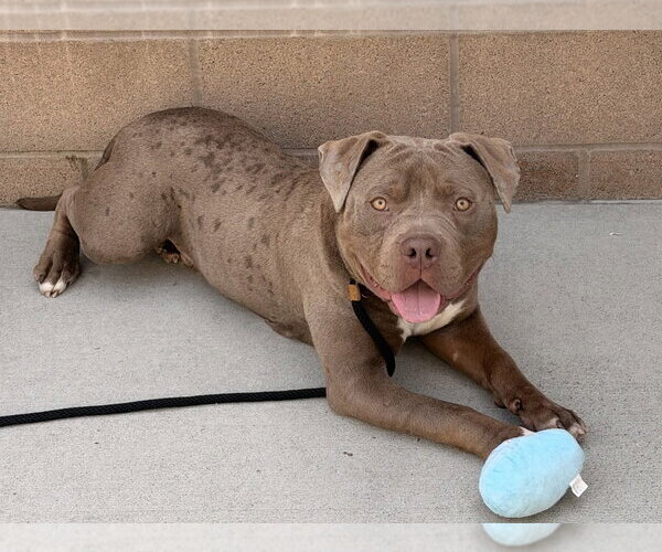 Medium Photo #3 American Pit Bull Terrier Puppy For Sale in Salinas, CA, USA