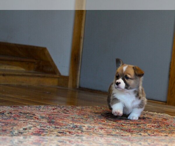 Medium Photo #5 Pembroke Welsh Corgi Puppy For Sale in FAIR GROVE, MO, USA
