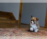 Small #4 Pembroke Welsh Corgi