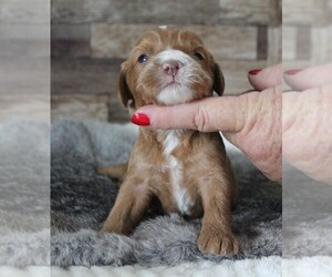 Cavapoo (Miniature) Puppy for sale in CARLISLE, KY, USA