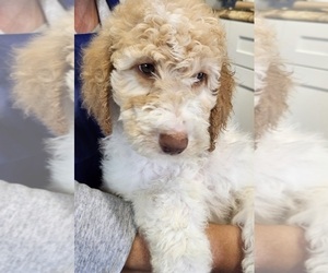 Double Doodle Puppy for sale in TARBORO, NC, USA