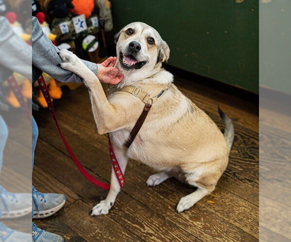 Medium Photo #5 Mutt Puppy For Sale in Chester, NJ, USA