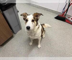 Border Collie-Siberian Husky Mix Dogs for adoption in Fort Collins, CO, USA