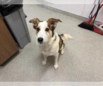 NIA - Female Border Collie-Siberian Husky Mix Dog for Adoption - Small photo