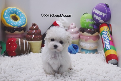 Medium Photo #1 Maltese Puppy For Sale in LAS VEGAS, NV, USA
