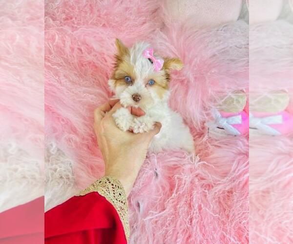 Medium Photo #6 Yorkshire Terrier Puppy For Sale in TAMPA, FL, USA