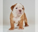 Small Photo #3 Bulldog Puppy For Sale in NAPPANEE, IN, USA