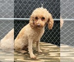 Small Photo #2 Poodle (Miniature) Puppy For Sale in Mukwonago, WI, USA