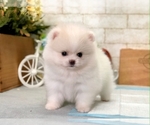 Small Photo #7 Pomeranian Puppy For Sale in CHICAGO, IL, USA