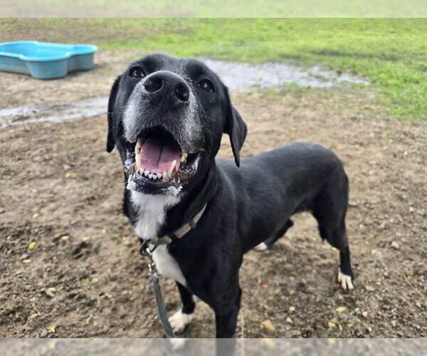 Medium Photo #2 Labrador Retriever-Unknown Mix Puppy For Sale in Ocala, FL, USA