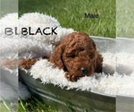 Puppy Curly Dark Boy Goldendoodle (Miniature)