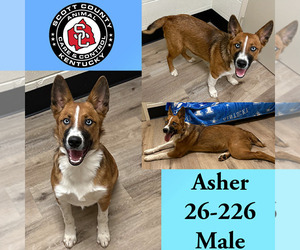 Mutt Dogs for adoption in Georgetown, KY, USA