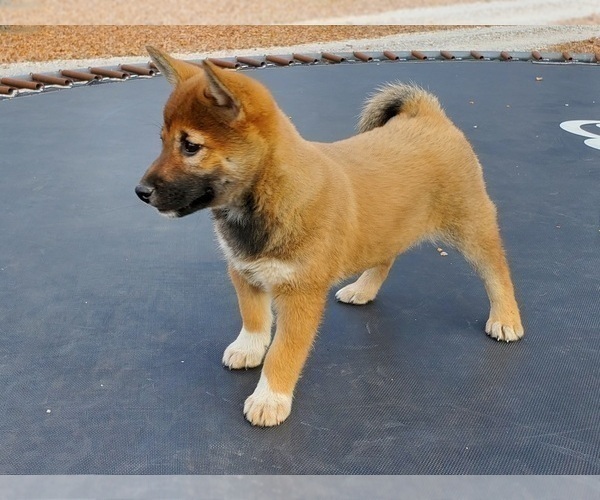 Medium Photo #7 Shiba Inu Puppy For Sale in CLARK, MO, USA
