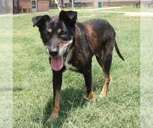 Labrador Retriever-Unknown Mix Dogs for adoption in San Antonio, TX, USA