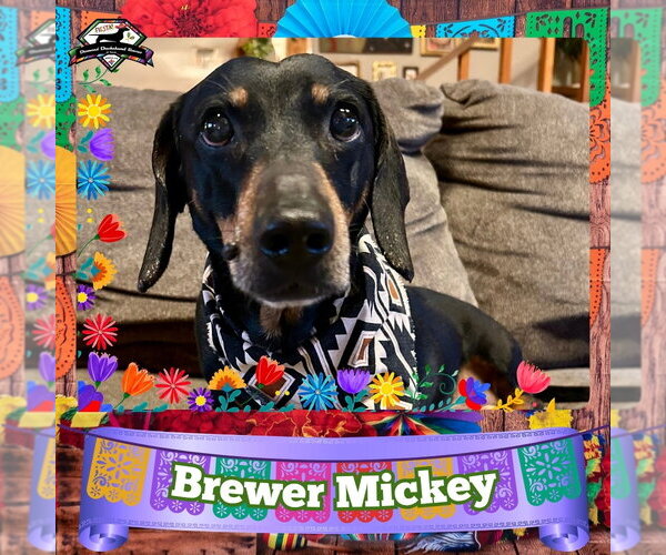 Medium Photo #2 Dachshund Puppy For Sale in San Antonio, TX, USA