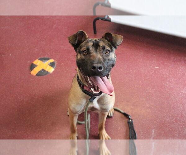 Medium Photo #16 Black Mouth Cur-Unknown Mix Puppy For Sale in Chestertown, MD, USA