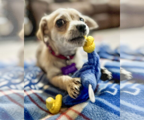 Medium Photo #5 Chihuahua-Unknown Mix Puppy For Sale in Corona, CA, USA