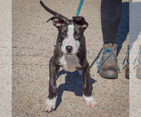 Medium Photo #3 Boxador Puppy For Sale in Huntley, IL, USA