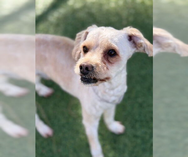 Medium Photo #1 Poodle (Miniature)-Unknown Mix Puppy For Sale in Downey, CA, USA