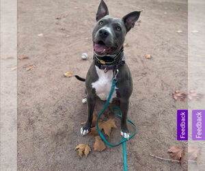 Tinsel - Female Mutt Dog for Adoption - Photo #3
