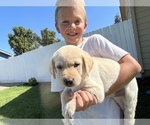 Small Photo #8 Labrador Retriever Puppy For Sale in WILLOWS, CA, USA