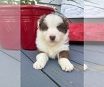 Small Photo #3 Australian Shepherd Puppy For Sale in ROBERTS, IL, USA