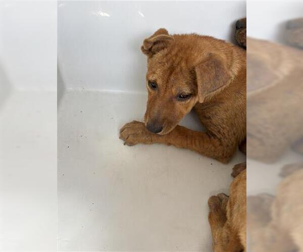 Medium Photo #1 Rhodesian Ridgeback-Unknown Mix Puppy For Sale in Houston, TX, USA