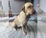 Small Photo #1 Labrador Retriever Puppy For Sale in FENTON, MI, USA