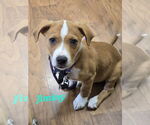 Small Labrador Retriever Mix
