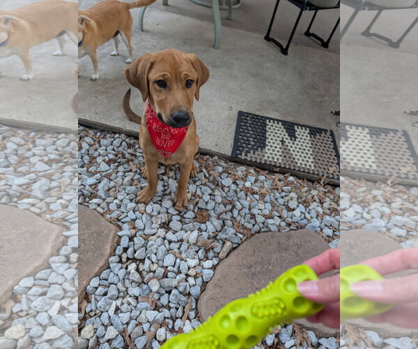 Medium Photo #3 Black Mouth Cur-Labrador Retriever Mix Puppy For Sale in Euless, TX, USA