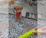 Small #2 Black Mouth Cur-Labrador Retriever Mix