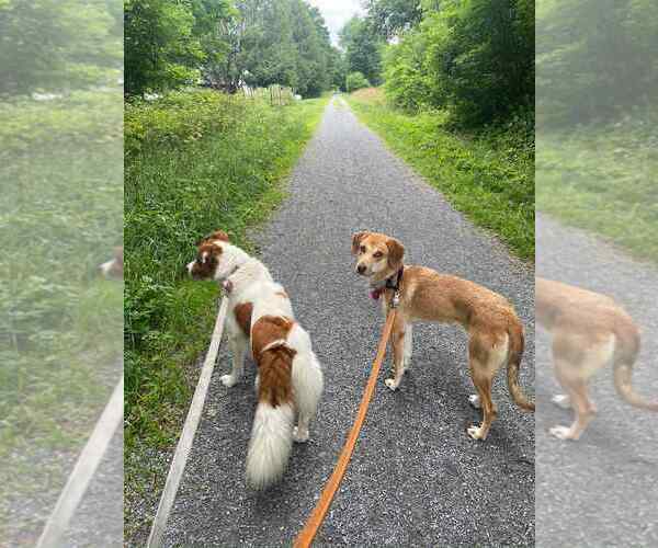 Medium Photo #21 Labrador Retriever-Redbone Coonhound Mix Puppy For Sale in Middlesex, VT, USA