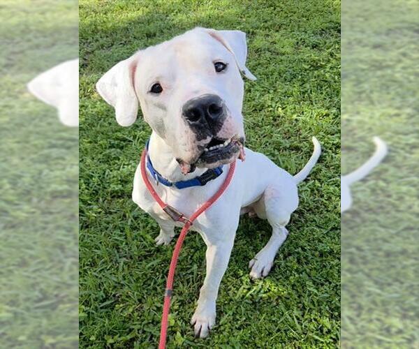 Medium Photo #1 Argentinian Mastiff Puppy For Sale in Fort Lauderdale, FL, USA