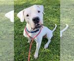 TIM - Male Argentinian Mastiff Dog for Adoption - Small photo