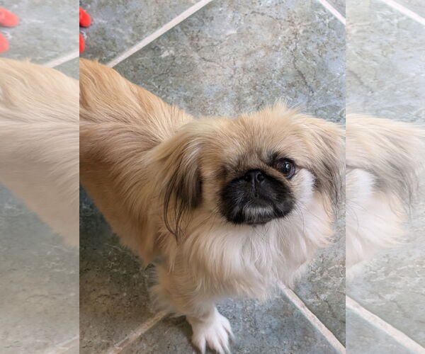 Medium Photo #5 Pekingese Puppy For Sale in Greensboro, NC, USA