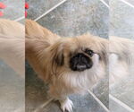 Small #4 Pekingese