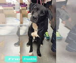 Small #2 Labrador Retriever