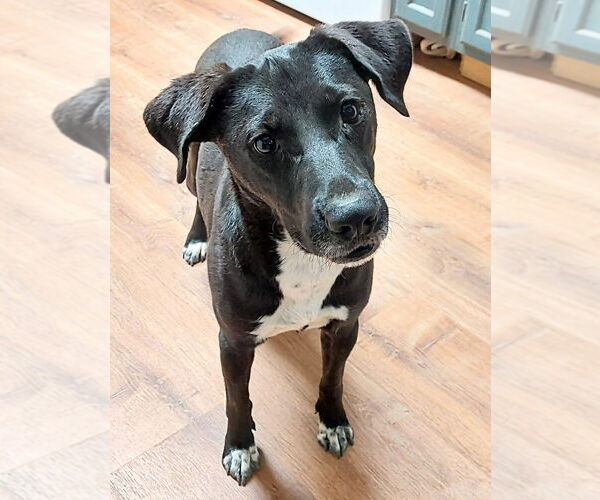 Medium Photo #4 Labrador Retriever-Unknown Mix Puppy For Sale in Boston, MA, USA