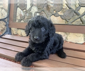 Labradoodle Puppy for sale in SAN JOSE, CA, USA