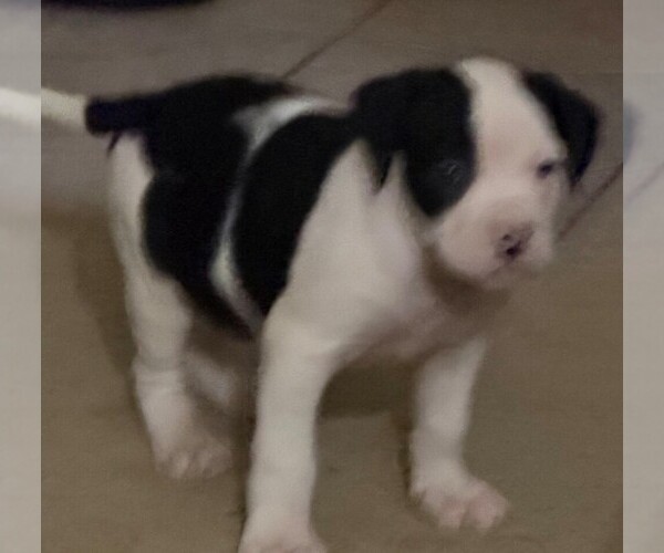 Medium Photo #1 American Bulldog Puppy For Sale in INDEPENDENCE, MO, USA