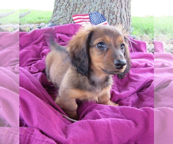 View Ad Dachshund Puppy for Sale near Iowa, LE MARS, USA
