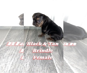 French Bulldog Puppy for sale in HOUSTON, TX, USA