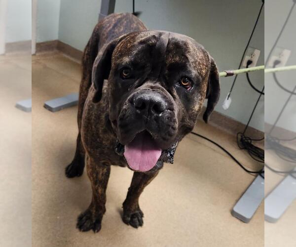 Medium Photo #1 Mastiff Puppy For Sale in Fort Collins, CO, USA