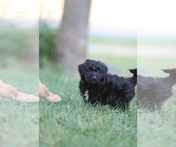 Medium Photo #4 Aussie-Poo Puppy For Sale in BELLE PLAINE, MN, USA