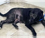 Small #2 Labrador Retriever Mix