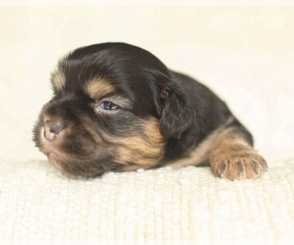 Medium Photo #4 Chihuahua-Unknown Mix Puppy For Sale in Corona, CA, USA