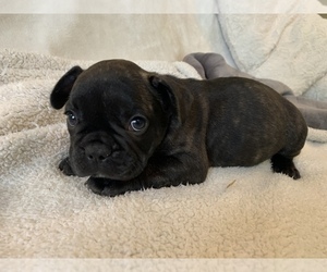 French Bulldog Puppy for sale in JOHNS ISLAND, SC, USA