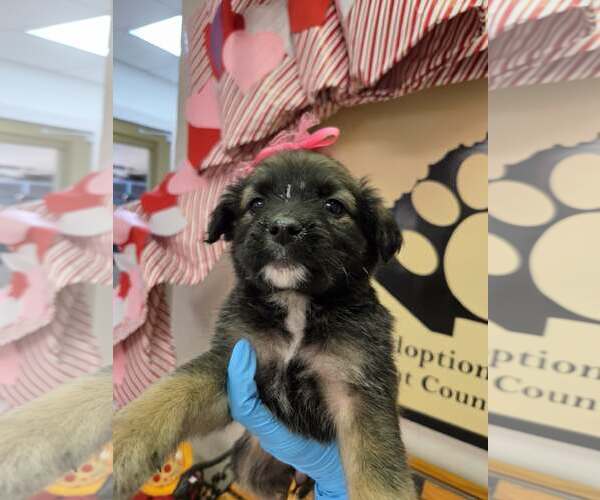 Medium Photo #1 Shepradors Puppy For Sale in SHERBURNE, NY, USA