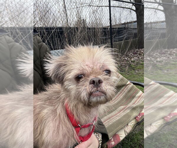 Medium Photo #2 Shih Tzu-Unknown Mix Puppy For Sale in Elmsford, NY, USA