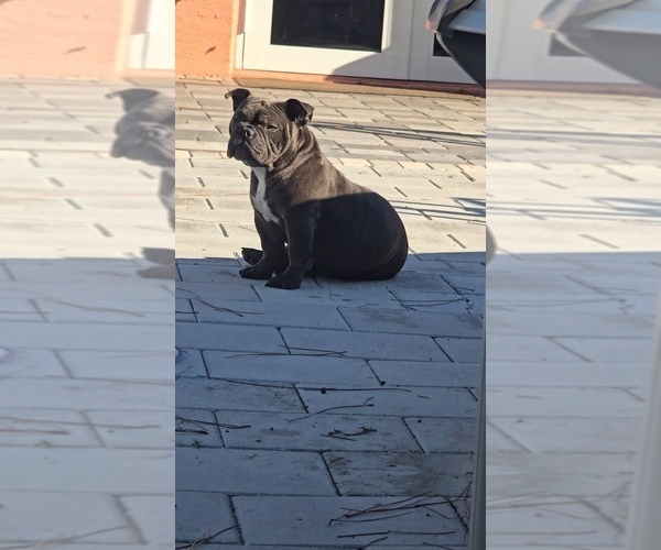 Medium Photo #1 American Bully Puppy For Sale in NORTH PORT, FL, USA